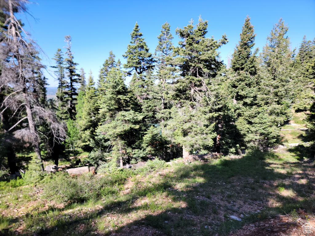 View of tree filled area
