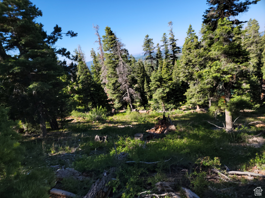 View of woods