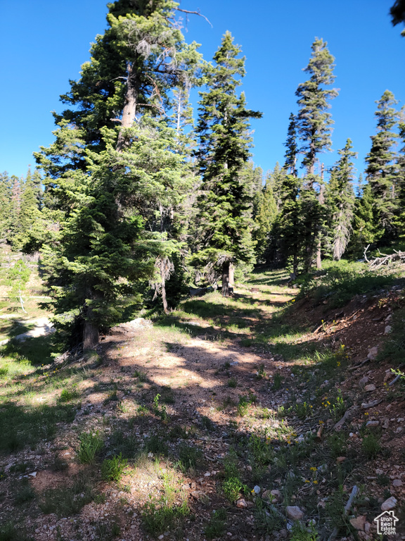 View of woods