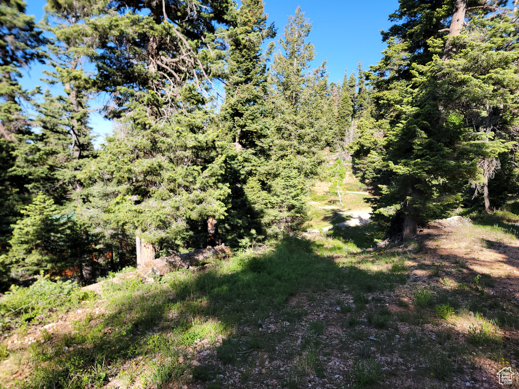 View of woods
