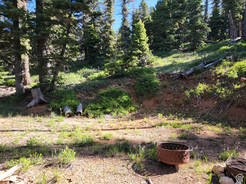 View of local wilderness