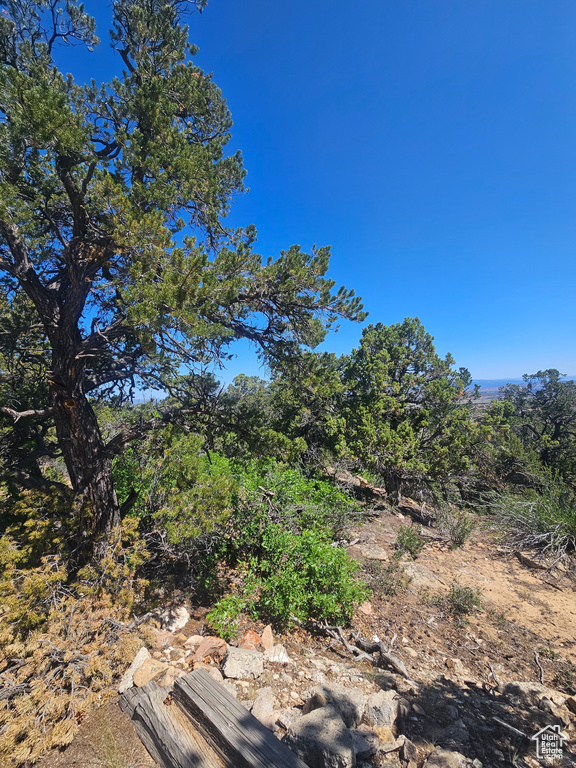 View of local wilderness