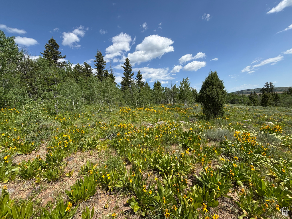 View of undeveloped land