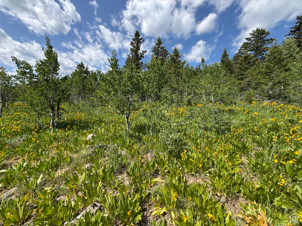 View of undeveloped land