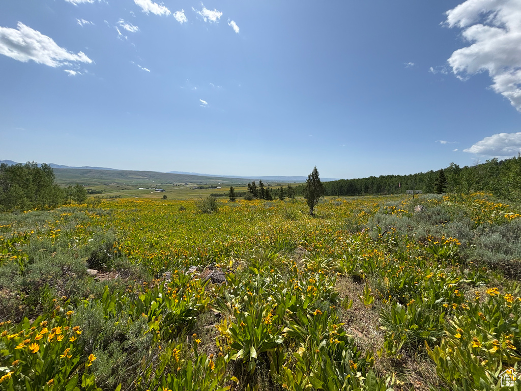 View of nature