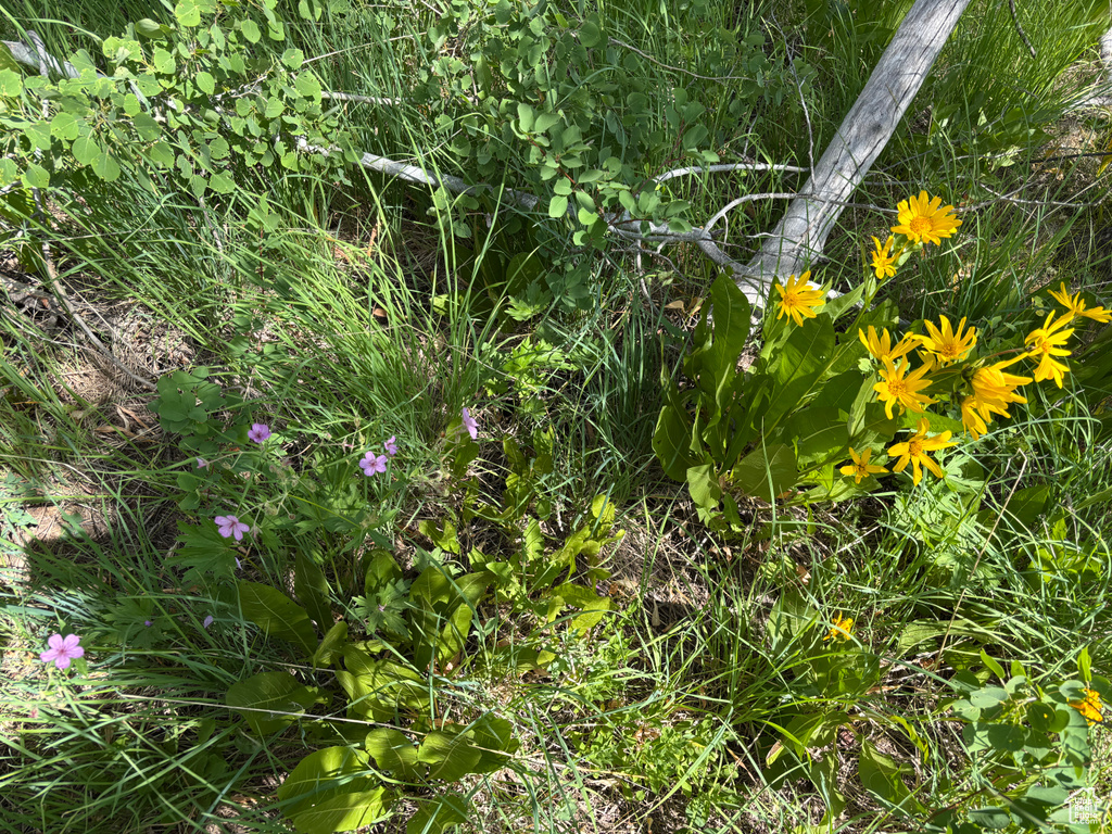 View of nature