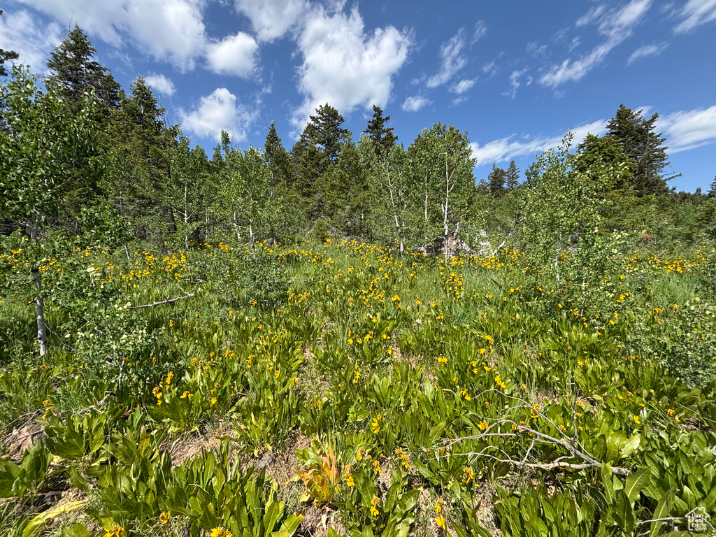 View of undeveloped land