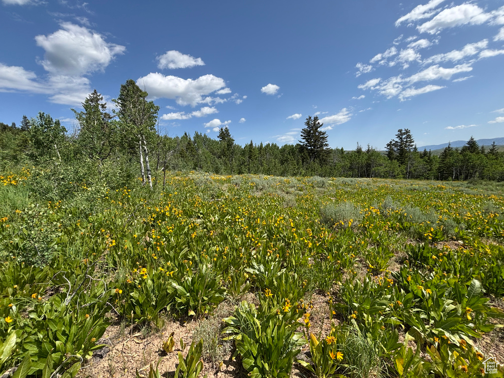 View of woods
