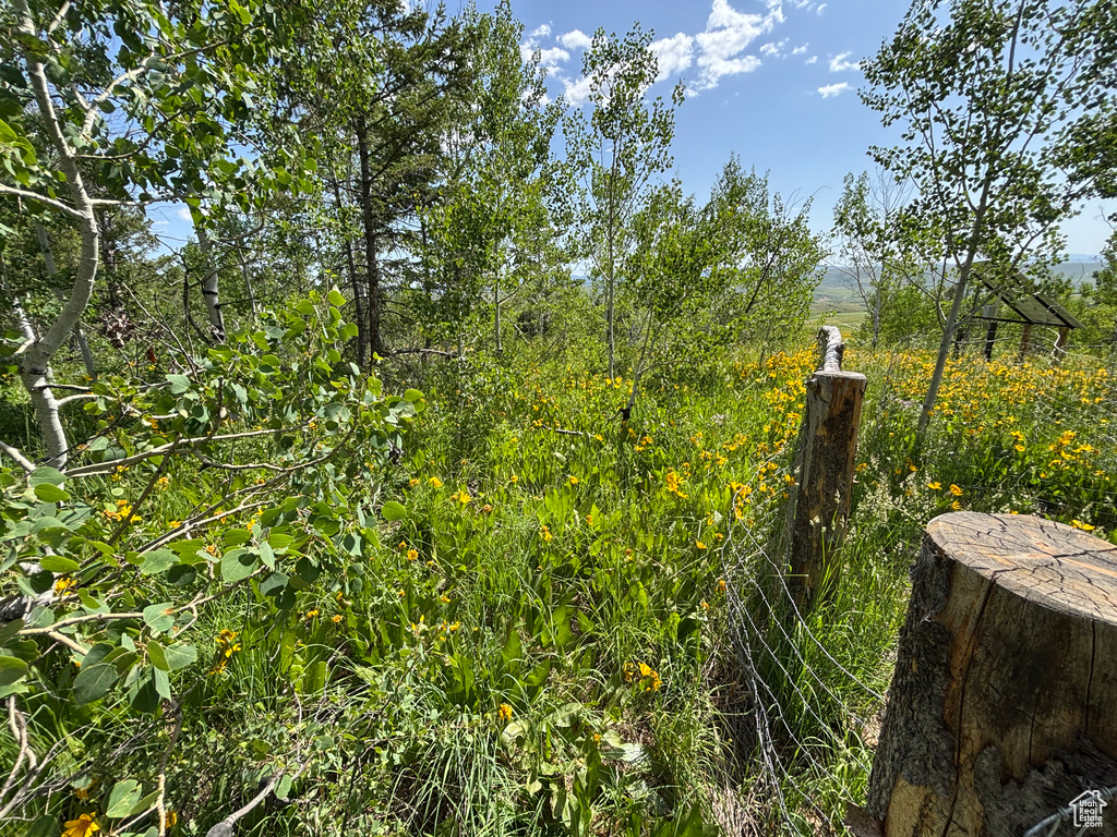 View of nature