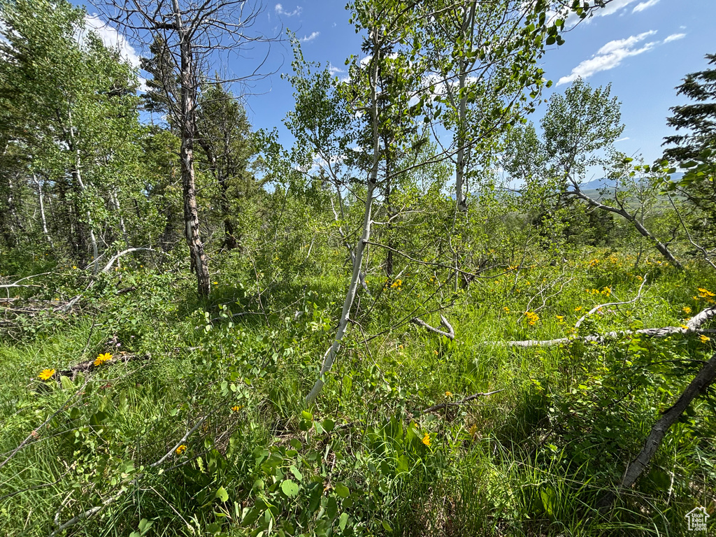 View of wooded area