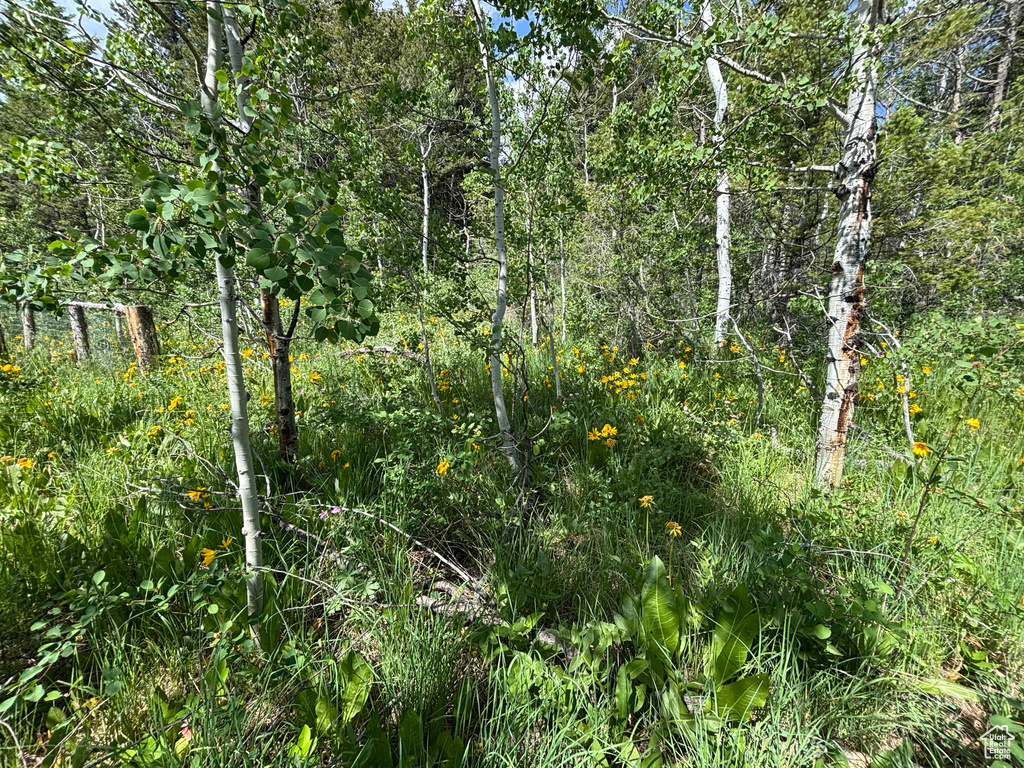 View of local wilderness