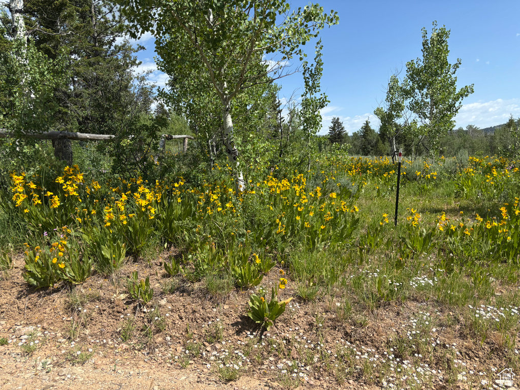 View of undeveloped land