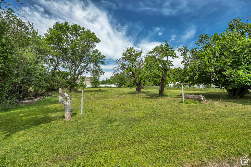 View of grassy yard