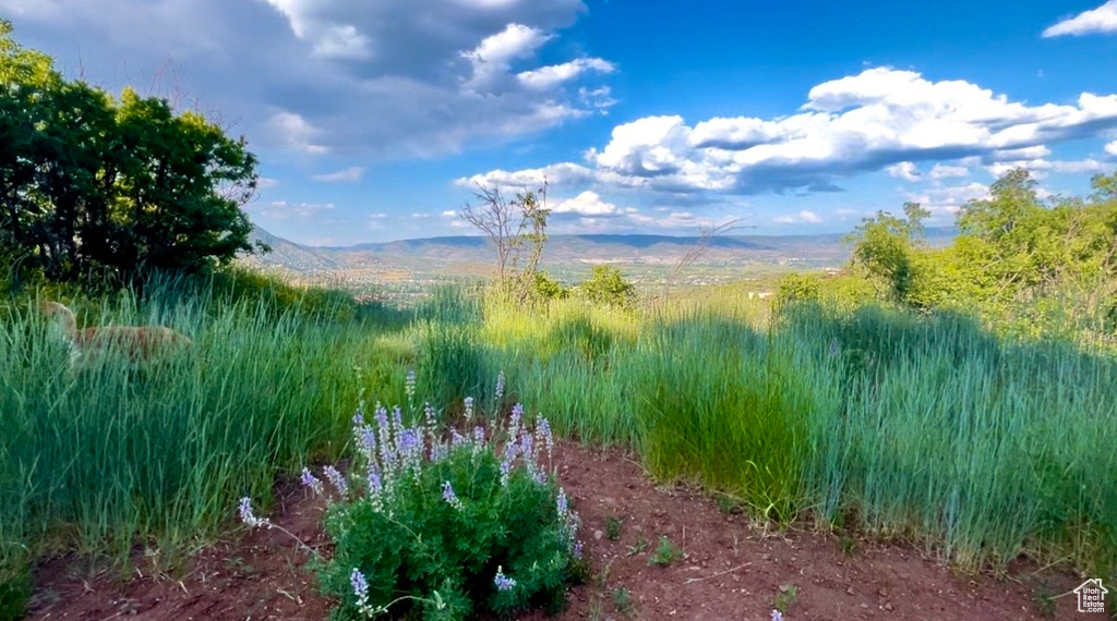 1441  BERRYS WAY Midway, UT 84049