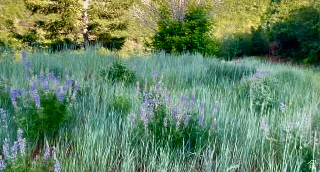 1429  BERRIES WAY Midway, UT 84049