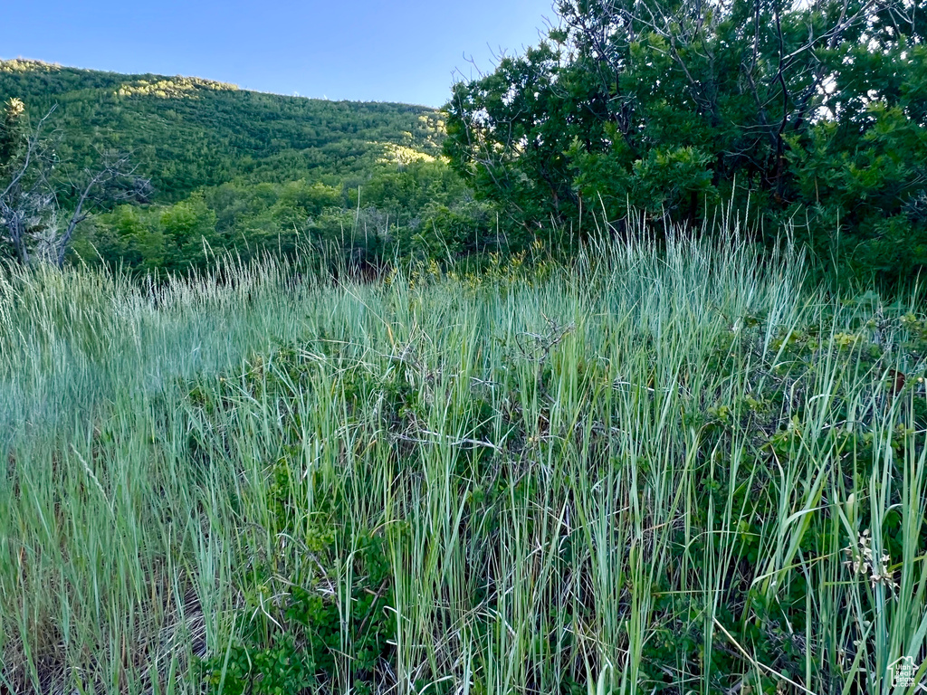 1429  BERRIES WAY Midway, UT 84049