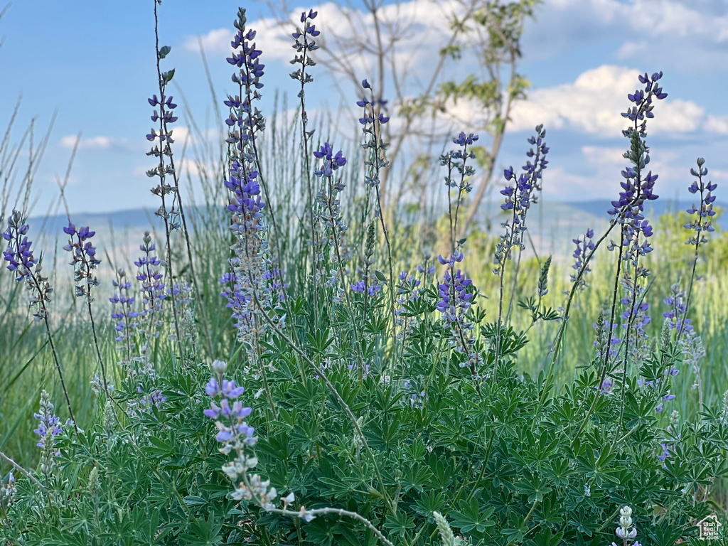 1429  BERRIES WAY Midway, UT 84049