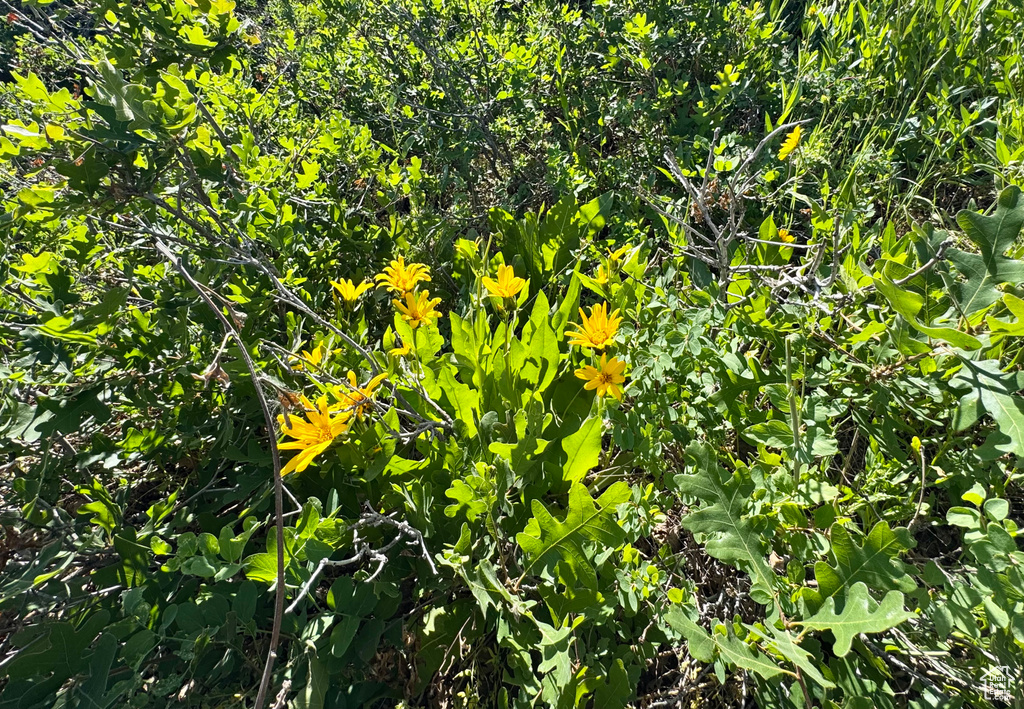 218  BEAR TOOTH RIDGE RD Wanship, UT 84017