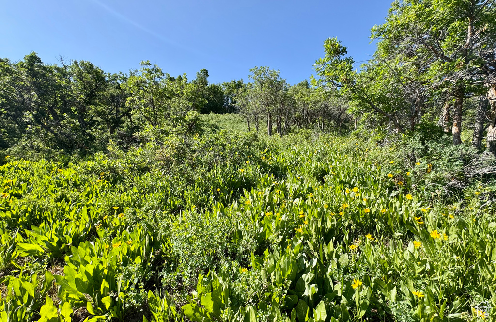218  BEAR TOOTH RIDGE RD Wanship, UT 84017