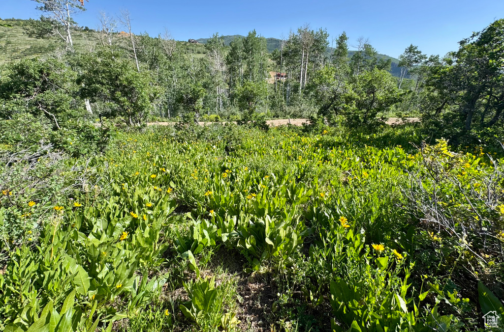 218  BEAR TOOTH RIDGE RD Wanship, UT 84017