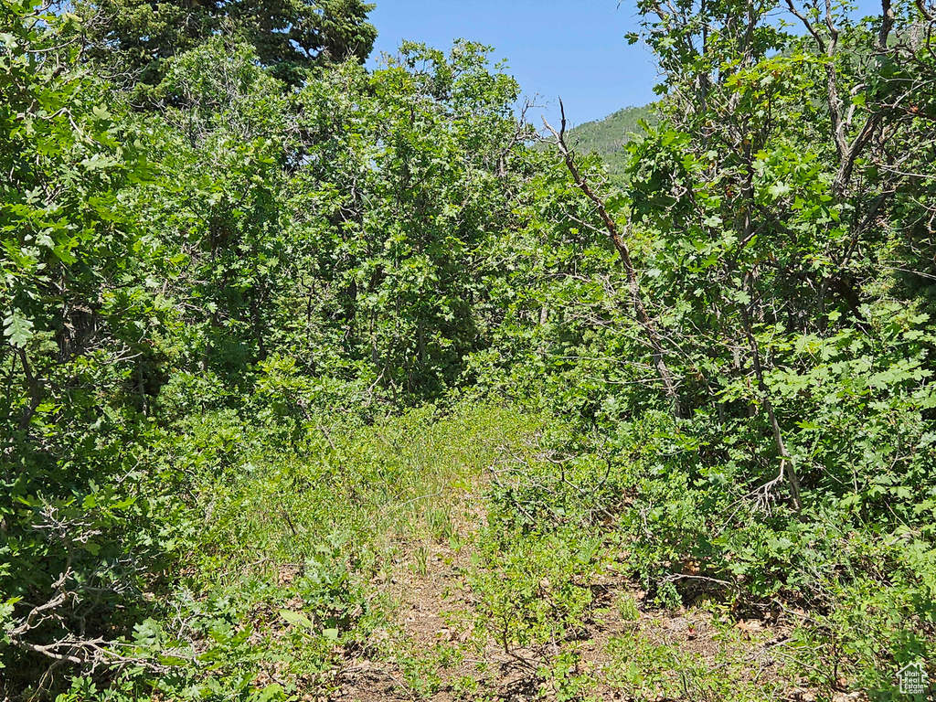 View of nature