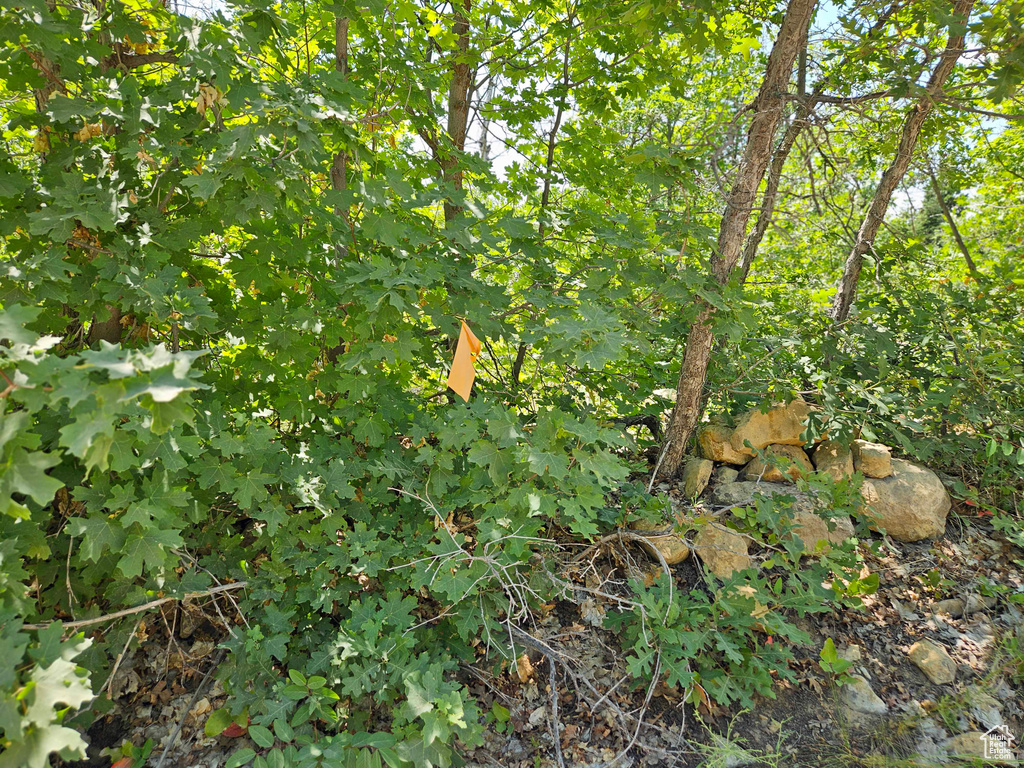 View of nature