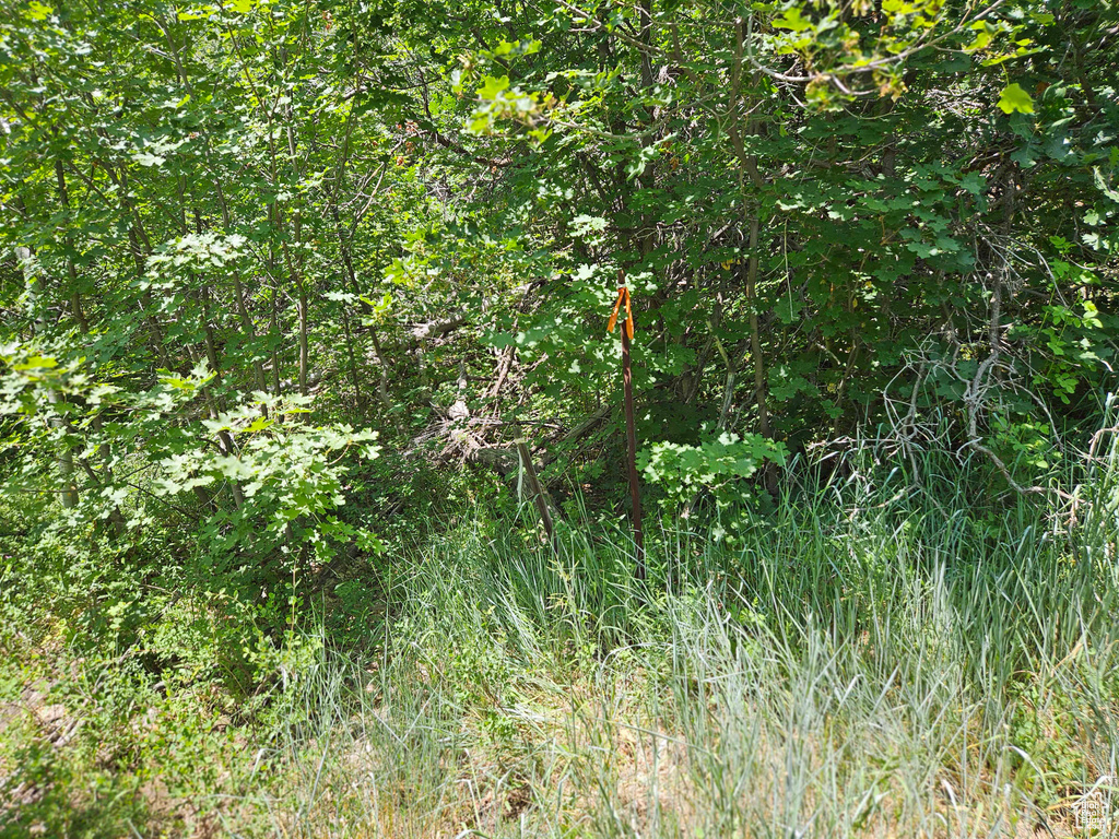 View of local wilderness