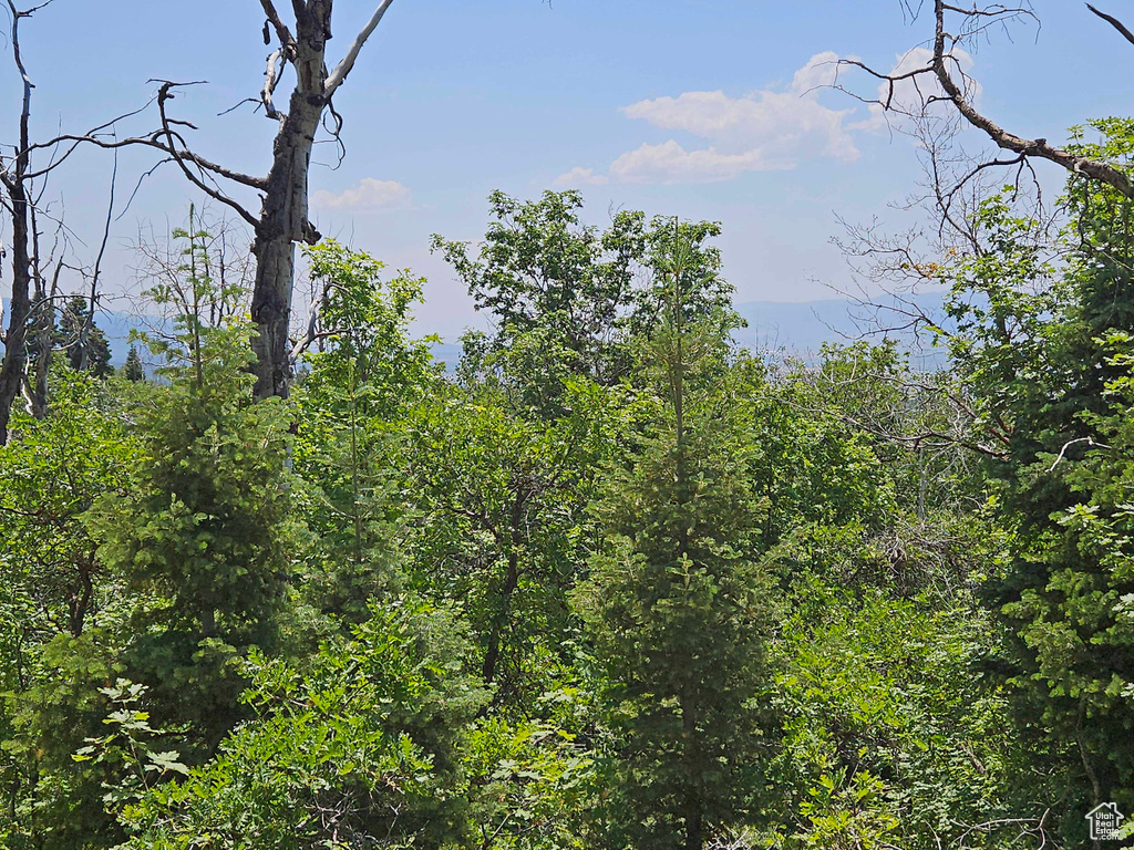 View of woods