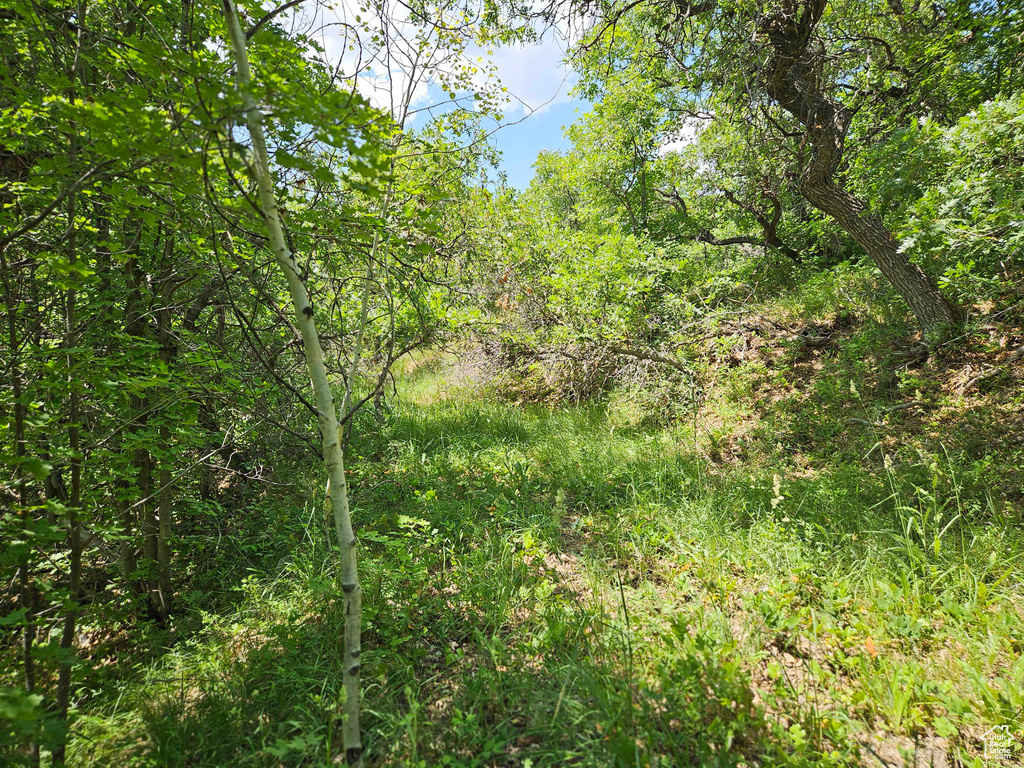 View of tree filled area
