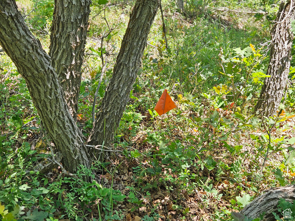 View of nature