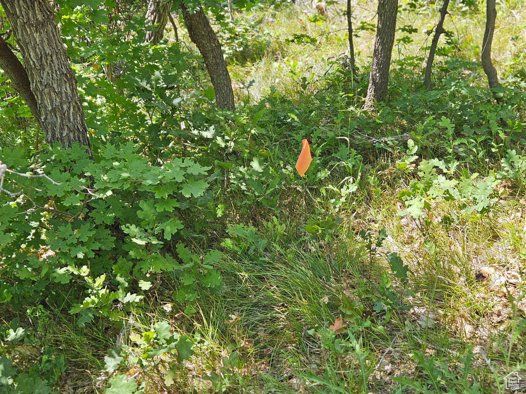 View of nature
