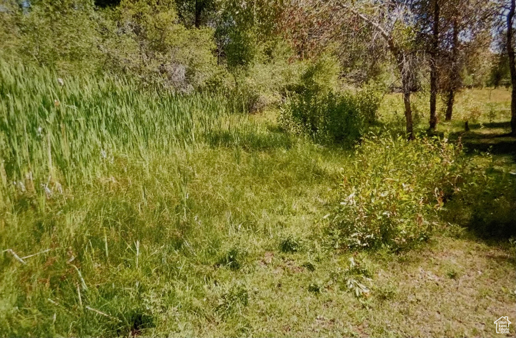 View of local wilderness