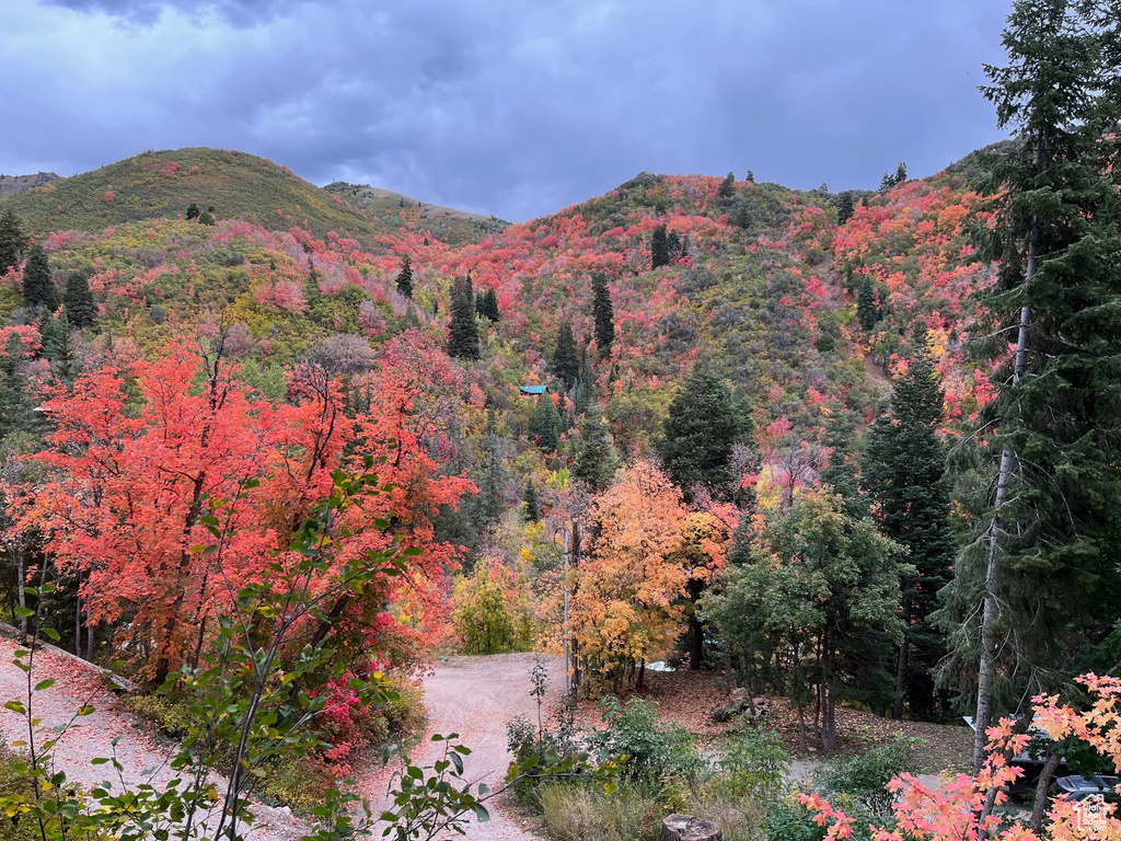 View of mountain backdrop with a forest