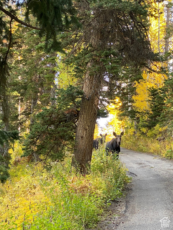 View of road featuring a wooded view