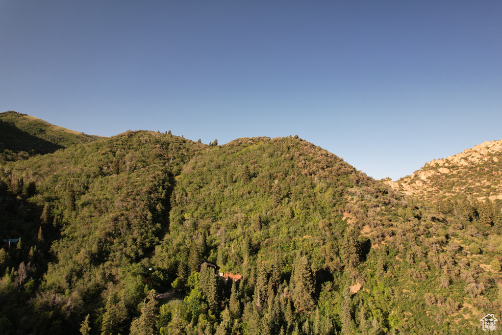 Mountain view with a forest
