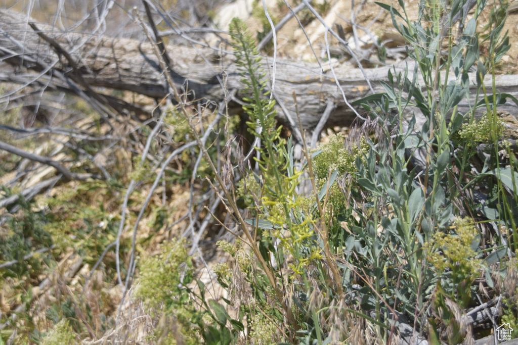 View of local wilderness