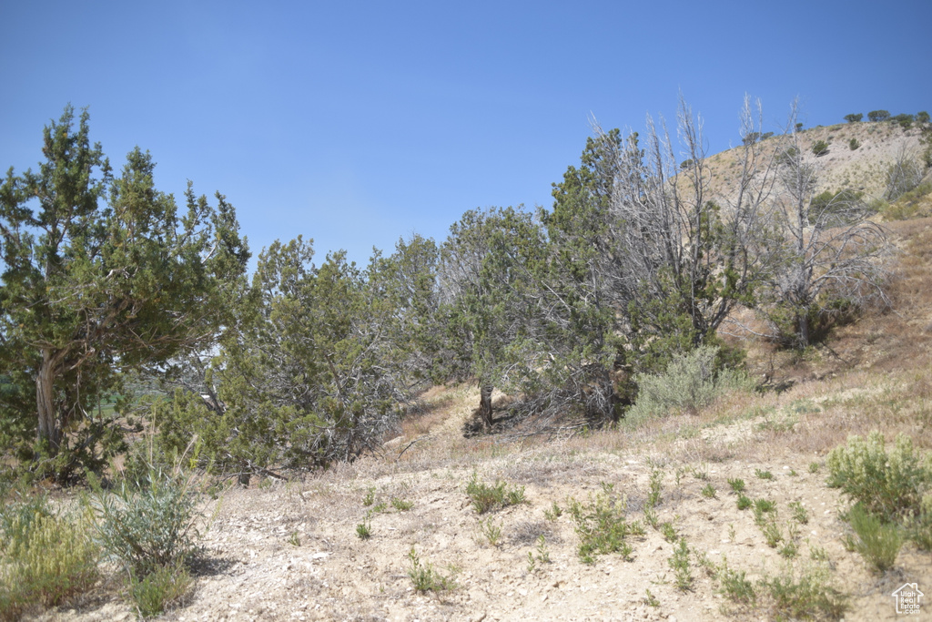 View of local wilderness