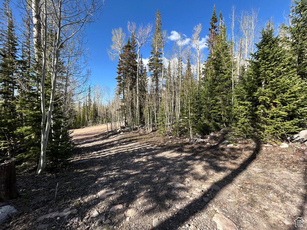 View of road with a forest view