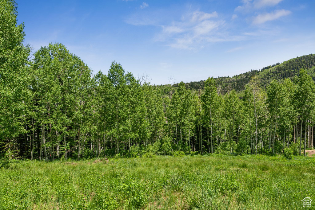 View of tree filled area