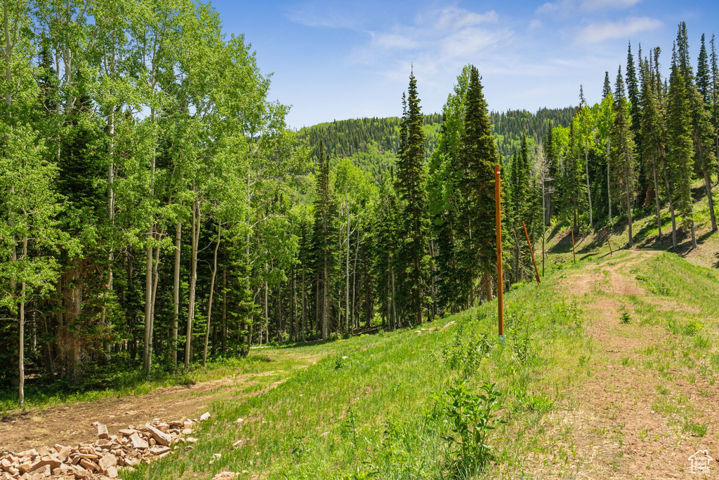 View of tree filled area