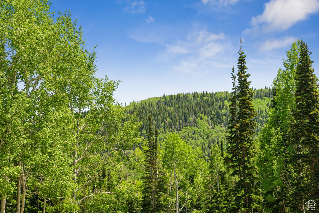 View of woods