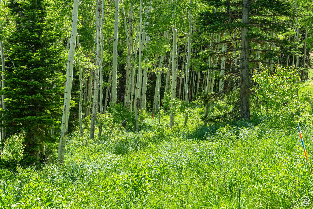 View of nature