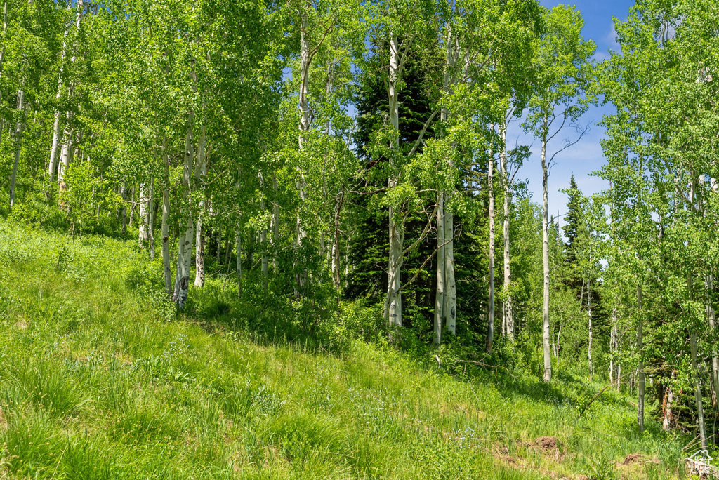 View of local wilderness