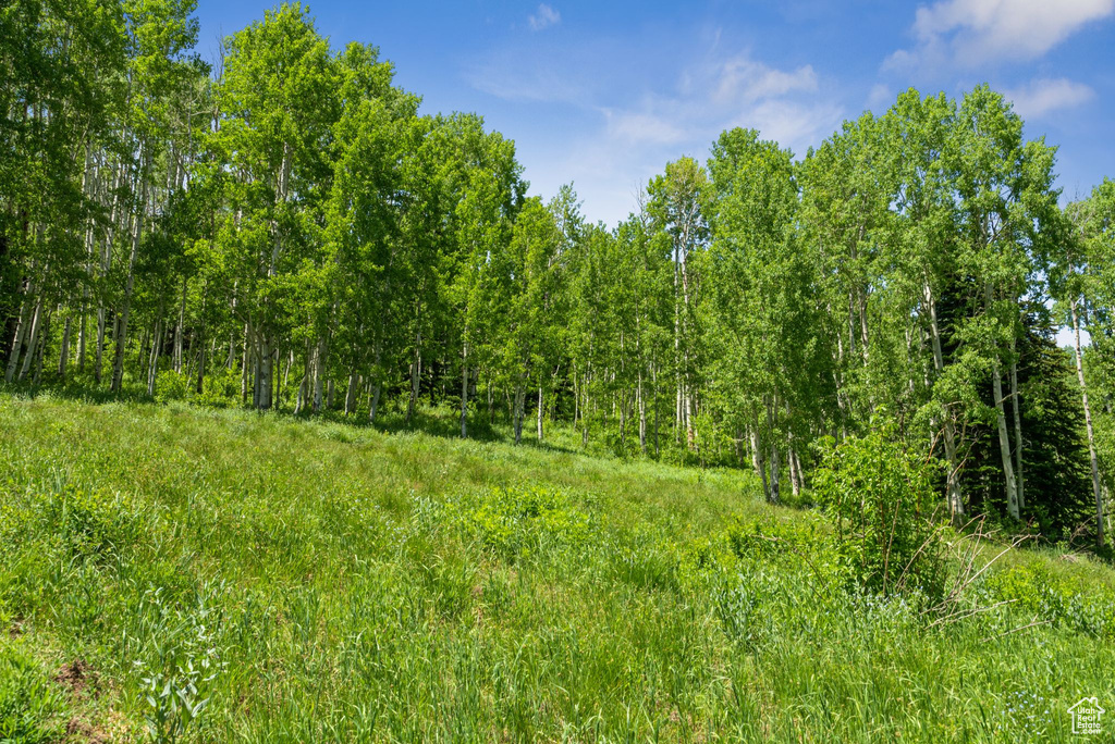 View of woods
