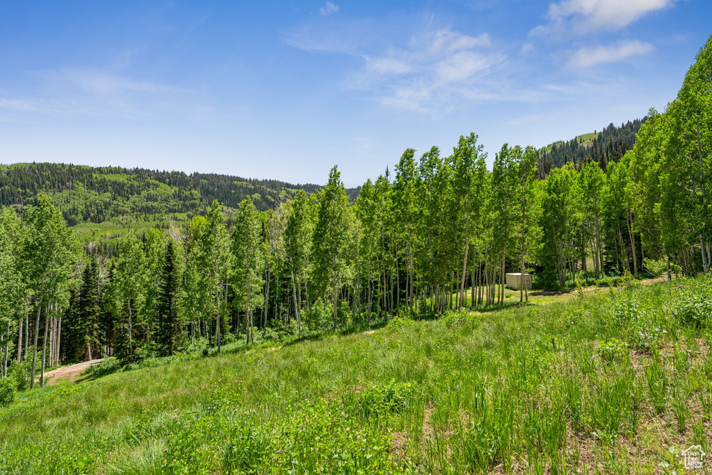 View of woods
