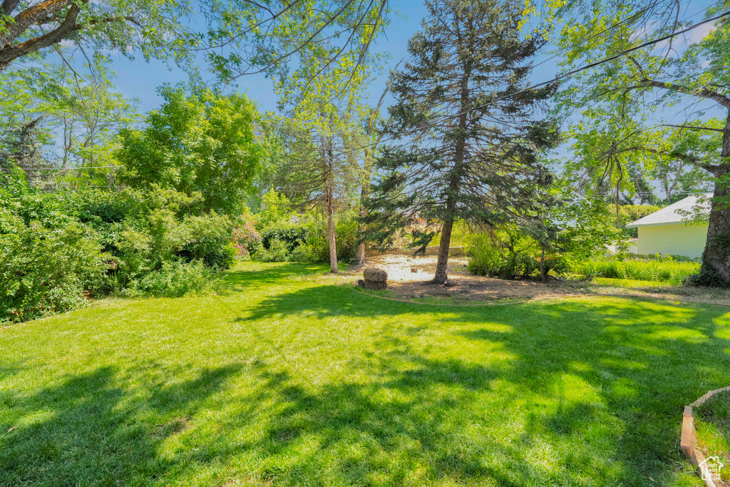 View of grassy yard