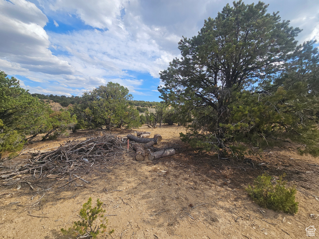 View of local wilderness