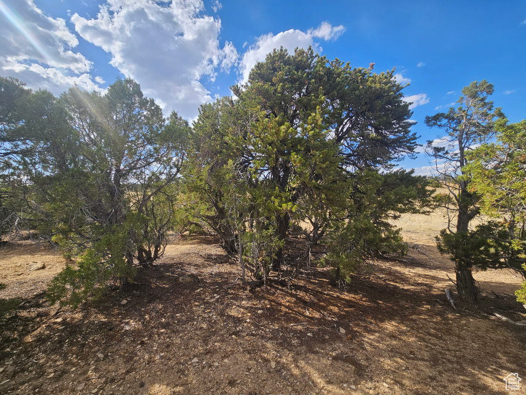 View of nature