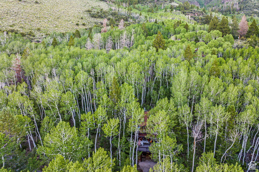 Aerial view of a forest