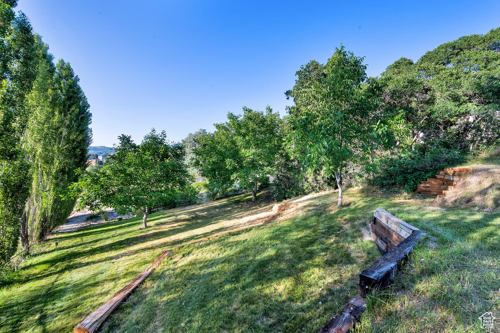 View of grassy yard